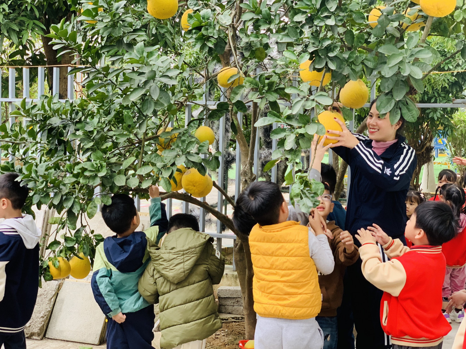 CÁC BÉ THAM GIA TRẢI NGHIỆM THU HOẠCH BƯỞI